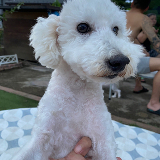 栃木県の犬の里親募集 ジモティー 栃木県の犬の里親募集 ジモティー