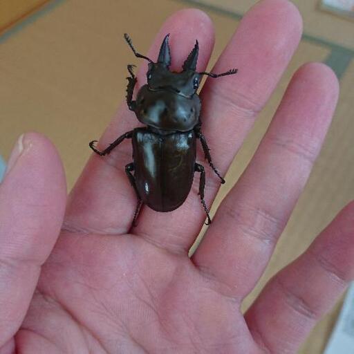 ババオウゴンオニクワガタ  ♂♂♀