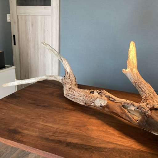 一押し。堂々たる流木…天然物、オブジェ、置物、