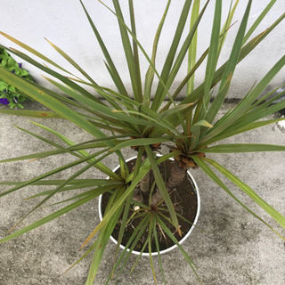 ドラセナ4本株立