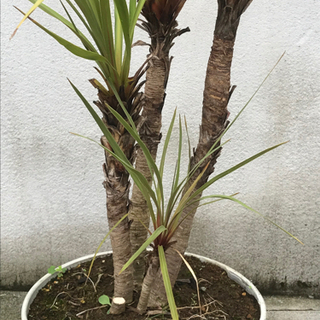 ドラセナ4本株立