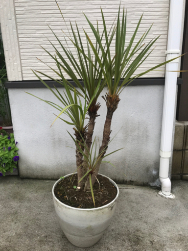 ドラセナ4本株立