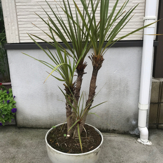 お値打ち❤️古伊万里ねずみ大根紋様盛り鉢