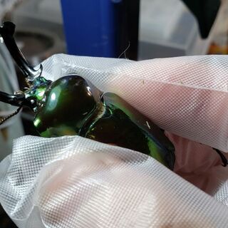 ニジイロクワガタピカール　55㎜前後