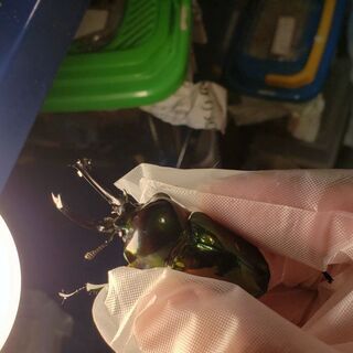 ニジイロクワガタピカール 55㎜前後