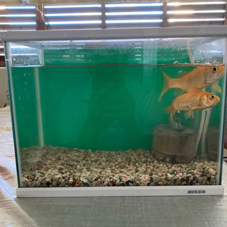 金魚2匹 餌 カルキ抜き 水換え器 ブクブク用替えフィルター3個 カッツ 宮古島のその他の中古あげます 譲ります ジモティーで不用品の処分