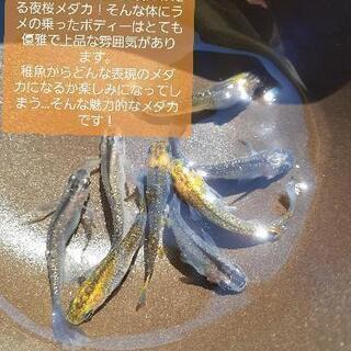 『10匹限定』夜桜メダカ　ss~sサイズ　稚魚　1匹250円