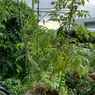 中古ノウゼンカズラが無料 格安で買える ジモティー