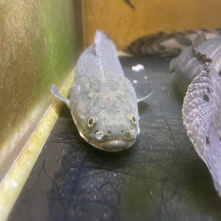 中古ビキールビキール-その他が無料・格安で買える！｜ジモティー