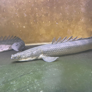 ポリプテルス　ビキール