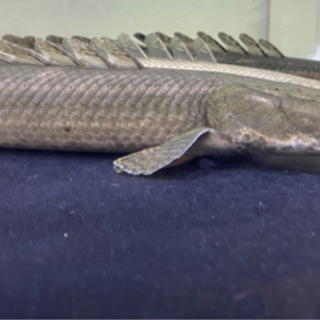 ポリプテルス　ビキール