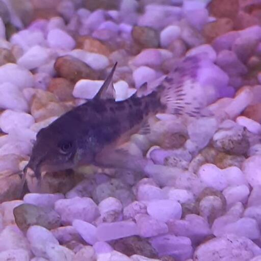 コリドラス 青コリ Masaki Kok 三河田原のその他の中古あげます 譲ります ジモティーで不用品の処分