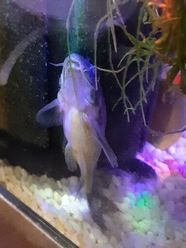 コリドラス 青コリ Masaki Kok 三河田原のその他の中古あげます 譲ります ジモティーで不用品の処分