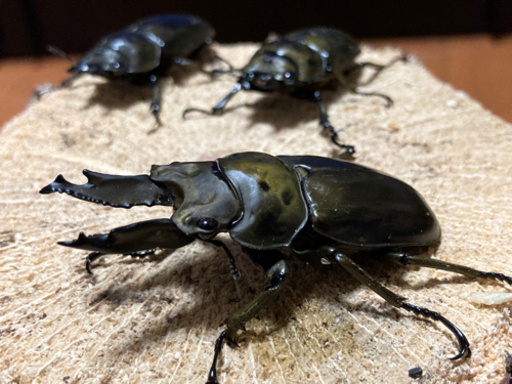 【完売】ババオウゴンオニクワガタ　♂1 ♀2 トリオ　未後食　未使用