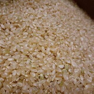 コシヒカリ10kg 玄米 色選米 減農薬