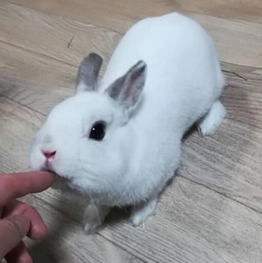 可愛い黒目の白うさぎ いちごま 森林公園のペットの無料広告 無料掲載の掲示板 ジモティー