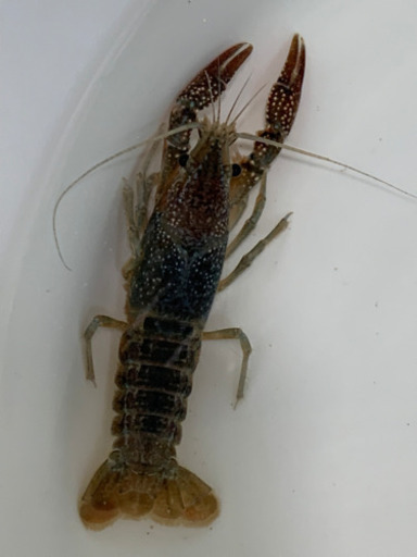 アメリカザリガニ色素変異 Hihihi 筑西のその他の中古あげます 譲ります ジモティーで不用品の処分