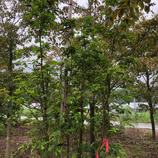 常緑ヤマボウシ