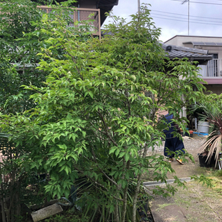アオダモ　移植物　株立　高さH2.6
