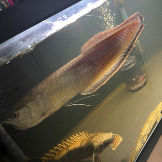 ブラックアロワナ55センチ