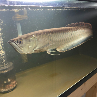 ブラックアロワナ55センチ