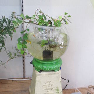 球型ガラスポット 円形 丸型 ガラス水槽 LED照明  金魚鉢 ...