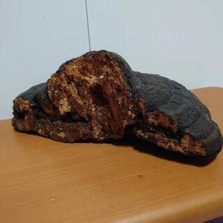 １００年以上前の天然物のサルノコシカケ 100年以上前の天然物のサルノコシカケ