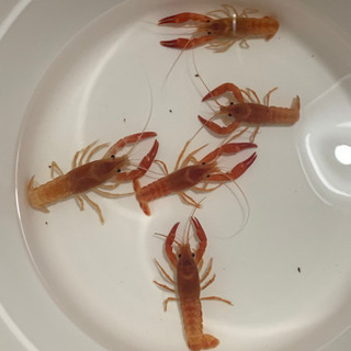 茨城県の中古ザリガニが無料 格安で買える ジモティー