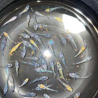 地元価格です。夜桜メダカ　幼魚〜成魚　10匹セット