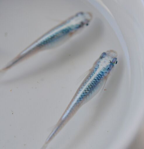高級メダカの稚魚mix10匹 3めだか Tetsuro 南太田のその他の中古あげます 譲ります ジモティーで不用品の処分 高級メダカの稚魚mix10匹 3めだか Tetsuro 南太田のその他の中古あげます 譲ります ジモティーで不用品の処分