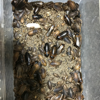 最速 デュビア 繁殖 儲かる 最速 デュビア 繁殖 儲かる