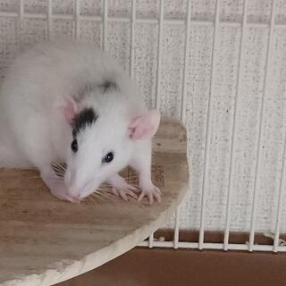 茨城県 石岡市の里親募集 ジモティー