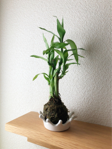 観葉植物　ミリオンバンブー 　苔玉仕様　28cm　ナチュラルキッチンのおしゃれな受け皿付き