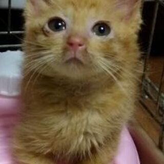 かわいい子猫 里親募集 ジモティー かわいい子猫 里親募集 ジモティー