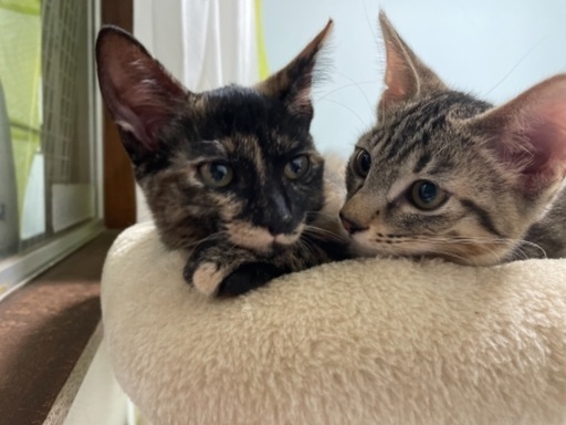 ありがとうございました 仲良し姉妹 ねこかん 春日部の猫の里親募集 ジモティー ありがとうございました 仲良し姉妹 ねこかん 春日部の猫の里親募集 ジモティー