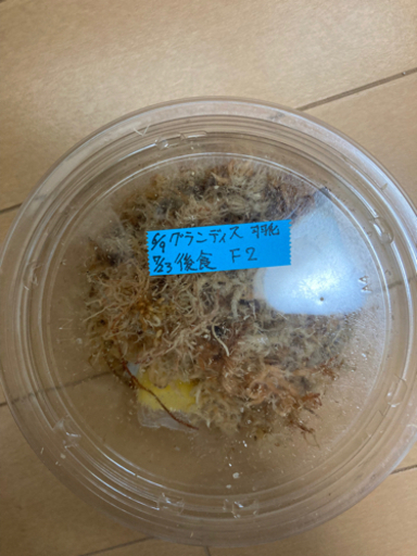 ☆受け渡し終了　キャンセルしたので出品します。(カブトムシ　クワガタ)