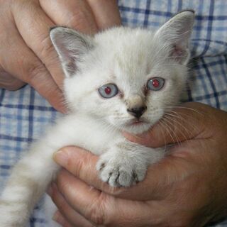 山菜採り中　子猫2匹　保護　