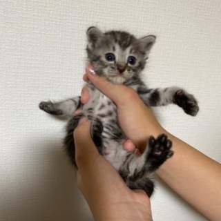 生後1ヶ月のキジトラちゃん🐈‍⬛