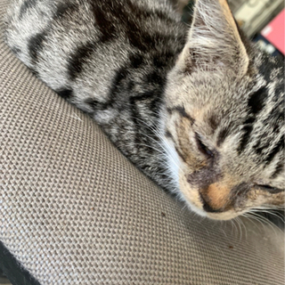 岡山県の猫の里親募集｜ジモティー