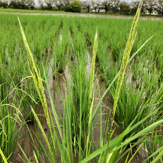 お米作り　自然観察③