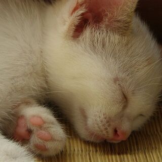 どなたか貰ってください（チャシロ）。 - 高知市