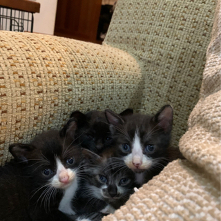 生後3週間の子猫3匹(兄弟）