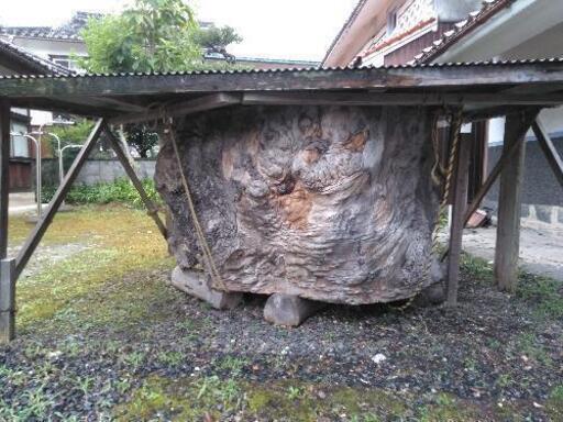 欅の珍木の原木です。