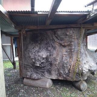 欅の珍木の原木です。