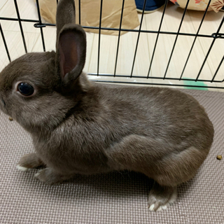 うさぎ　差し上げます。