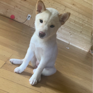 京都府の柴犬の里親募集 ジモティー