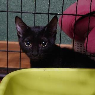 山口県 周南市の里親募集 ジモティー