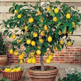 レモンの鉢植えありませんか？
