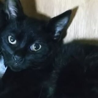 美しい黒仔猫