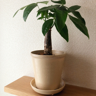 観葉植物　パキラ②　30cm　ナチュラルカラーの4号の鉢と受け皿付き